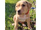 Adopt Level 4 a Mixed Breed