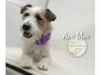 Adopt Ava Mae (NOT YET AVAILABLE) a Jack Russell Terrier