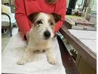 Adopt Ava Mae (NOT YET AVAILABLE) a Jack Russell Terrier