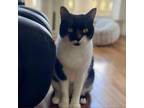 Adopt Wren a Domestic Short Hair