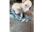 Adopt Rainy a American Bully