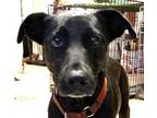 Adopt Shane ~ Only Just Begun. Laid Back! a Labrador Retriever