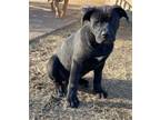 Adopt Savanna a Mastiff, Labrador Retriever