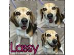 Adopt Lassy a Beagle