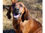 Adopt Bonnie a Redbone Coonhound