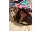 Adopt Stella a Calico, Domestic Short Hair