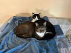 Adopt Bill and Lena a Domestic Short Hair