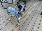 Adopt Gigi a Australian Cattle Dog / Blue Heeler