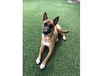 Adopt Phoenix (Mom to 8 pups) a Belgian Shepherd / Malinois, Shepherd