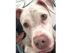 Adopt Aurora a Pit Bull Terrier, Retriever