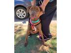 Adopt Brownie a Pit Bull Terrier