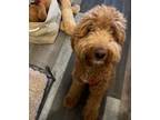 Adopt Ruby a Goldendoodle