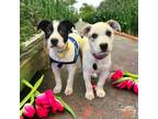 Adopt Florida (Heeler Duo) a Australian Cattle Dog / Blue Heeler, Mixed Breed