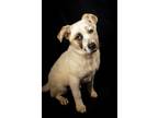 Adopt Montmorency a Australian Cattle Dog / Blue Heeler, Labrador Retriever