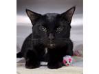 Adopt Nesta a Domestic Short Hair