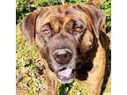 Adopt Rosalind a Mastiff