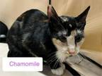 Adopt Chamomile a Tortoiseshell