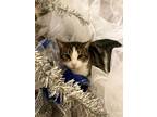 Adopt Sweetness a Tabby