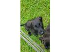 Adopt Lainey a Black Labrador Retriever, Patterdale Terrier / Fell Terrier