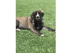 Adopt Cinnamon Roll a Mixed Breed