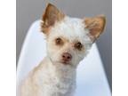 Adopt Jemima a Poodle, Cairn Terrier