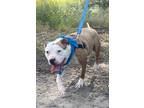 Adopt Tottie a Pit Bull Terrier