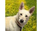 Adopt Wizard a Siberian Husky, German Shepherd Dog