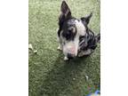 Adopt Molly Mae a Border Collie, Australian Cattle Dog / Blue Heeler