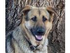 Adopt Gracie a German Shepherd Dog, Great Pyrenees