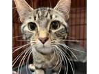 Adopt Barbara a Domestic Short Hair