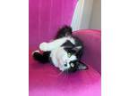 Adopt Baby Girl a Maine Coon, Domestic Long Hair