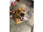 Adopt Lacey a Golden Retriever, Labrador Retriever