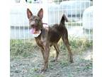 Adopt Holly a Dutch Shepherd, Mixed Breed