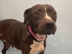 Adopt Winnie a Labrador Retriever, Mixed Breed