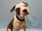 Adopt Blarney a Pit Bull Terrier, Mixed Breed