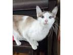 Adopt Tia a Snowshoe, Siamese