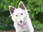 Adopt KHALEESI a Siberian Husky
