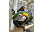 Adopt Juanita a Macaw