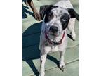 Adopt Angel a Pointer