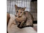 Adopt Momma Church a Domestic Short Hair