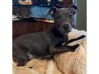 Adopt Ramona a Pit Bull Terrier