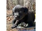 Adopt Karissa a Feist, Black Labrador Retriever