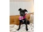 Adopt Shirley Temple a Pit Bull Terrier, Mixed Breed