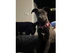 Adopt Shirley Temple a Pit Bull Terrier, Mixed Breed