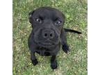 Adopt Izzy a Black Labrador Retriever, Pit Bull Terrier