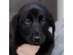 Adopt Moon Humbracht a Chocolate Labrador Retriever