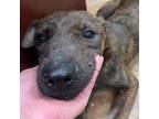 Adopt Cranberry a Mixed Breed