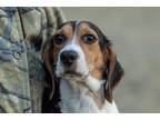 Adopt Stella: petite beagle! a Beagle