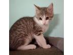 Adopt Rose Marie - LM a Domestic Short Hair