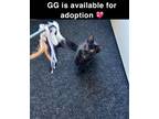 Adopt GG (Bunny Soft) a Domestic Medium Hair